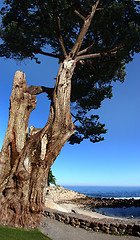 Image showing An old tree on the beach