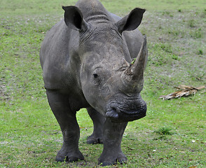 Image showing White Rhinoceros 