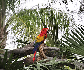 Image showing Parrot