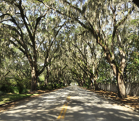 Image showing  Spanish Moss On Trees