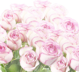 Image showing Roses