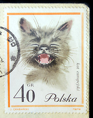 Image showing Cat Stamp