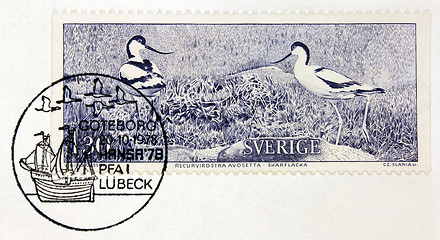 Image showing Pied Avocet Stamp