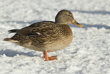 Image showing Mallard in the snow