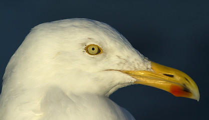 Image showing Herring gull