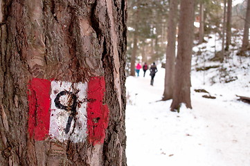 Image showing Hiking trail sign post on a tree