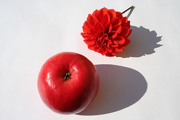 Image showing Apple with company of dahlia