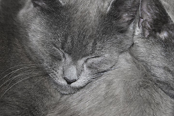 Image showing Gray cats are sleeping