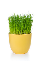 Image showing grass in flowerpot