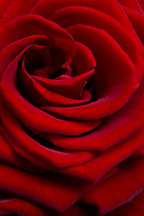 Image showing red rose