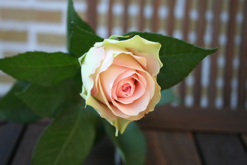 Image showing Lovely rose