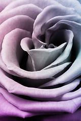 Image showing multicolor rose