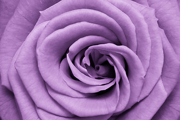 Image showing violet rose