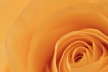 Image showing orange rose macro