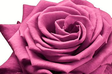 Image showing pink rose