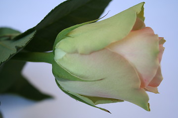 Image showing Rose in profile