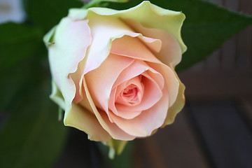 Image showing Close up of wonderful pink rose