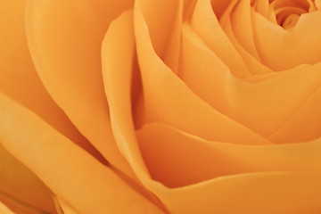 Image showing orange rose macro