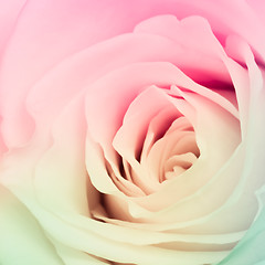 Image showing multicolor rose