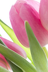 Image showing pink tulips