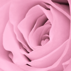 Image showing pink rose close up