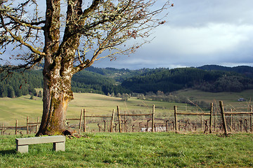 Image showing Cloudy Day in Vineyard