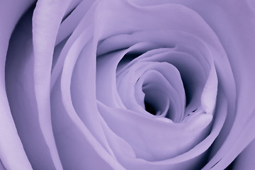 Image showing violet rose close up