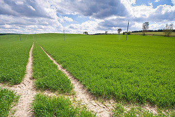 Image showing green field