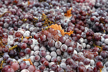 Image showing Frozen Pinot Gris