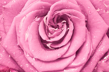 Image showing pink rose