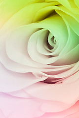 Image showing multicolor rose