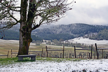 Image showing Winter Vineyard