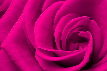 Image showing pink rose