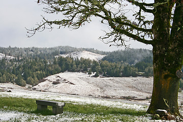 Image showing Winter Vineyard
