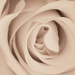 Image showing white rose close up