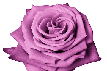 Image showing pink rose