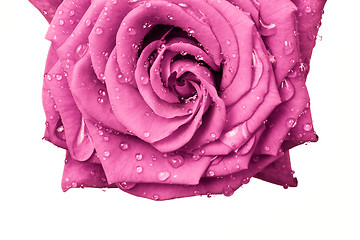 Image showing pink rose