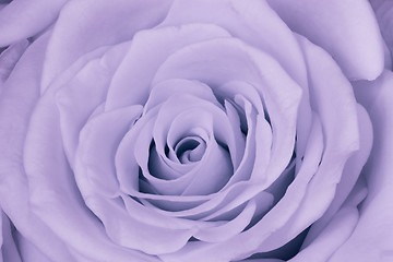 Image showing violet rose close up