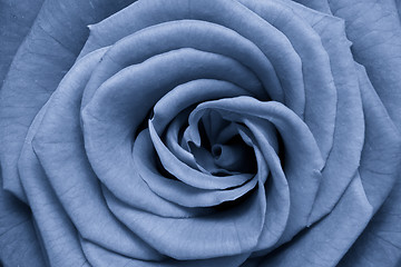 Image showing blue rose