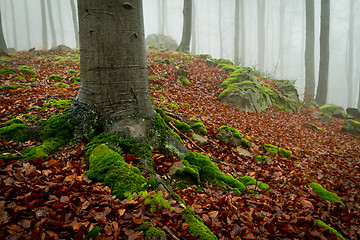 Image showing misty forest