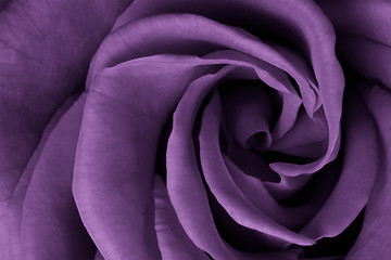 Image showing violet rose