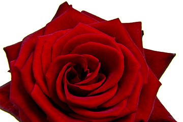 Image showing red rose