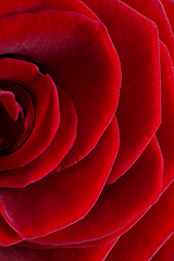 Image showing red rose