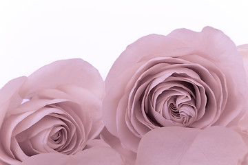 Image showing pink rose macro