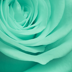 Image showing green rose close up