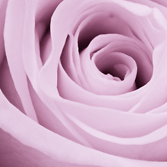 Image showing violet rose close up