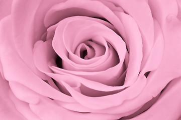 Image showing pink rose close up