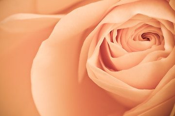 Image showing orange rose macro