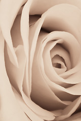 Image showing white rose close up