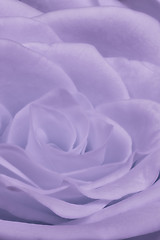 Image showing violet rose close up